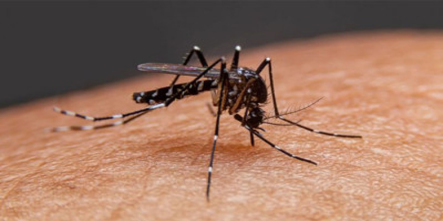 Aedes Mosquito | Photo: Collected